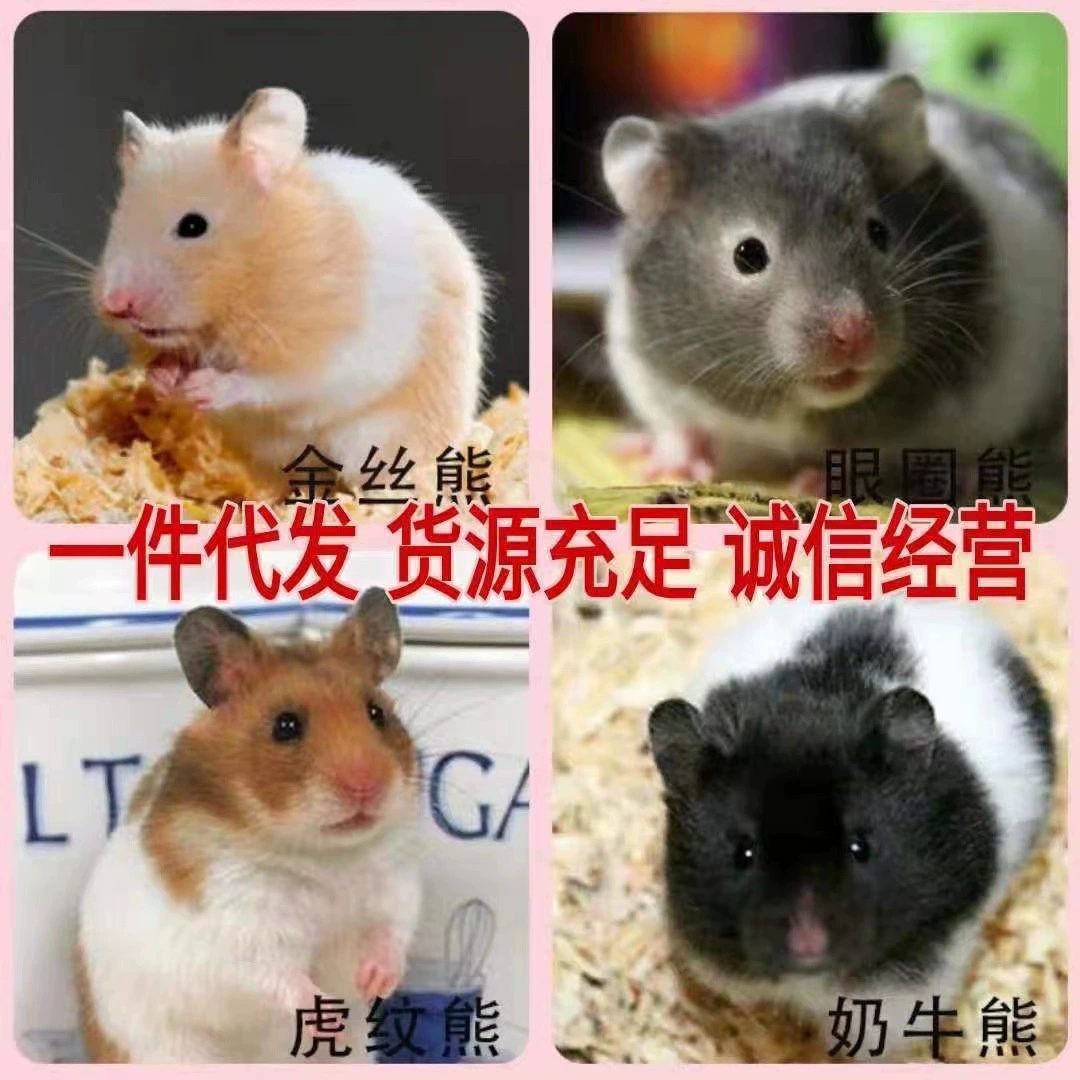 Хомяк живой золотой медведь длинношерстный черный медведь рисовый медведь серебро сиреневый корица поли тигр узор живое животное оптовый агент