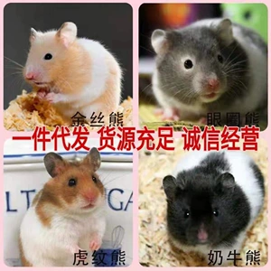 Hamster Live Golden Bear Long Mao Bear Bear Pure Silver Jettrine Meat Cinnamon Tiger Live Pet Оптовая замена