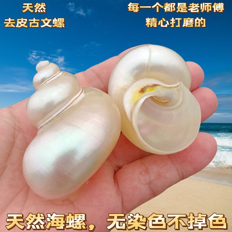 Hermit Crab Replacement Pet Shell Large Diameter Seaside Shell Decorative Shell Snail Mini small size Large Powder Mouth Free Shipping Hermit Crab Replacement Pet Shell Large Diameter Seaside Shell Decorative Shell Snail Mini small size Large Powder Mouth Free Shipping