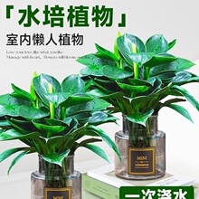 �������ֲ���K��荾G�}�jˮ����~�Gֲ�����k���҃ȑ��˺��B����