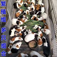 荷兰猪活物逆毛活宠物豚鼠活体荷兰兔荷兰鼠包活宠物批发代发