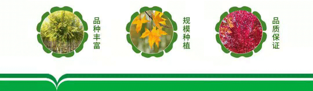 O1CN01ZWJGIA1DVibOhFGdh_!!9995