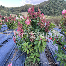 圆锥绣球永生花木绣球庭院盆栽花苗木本绣球桩香草草莓绣球树苗