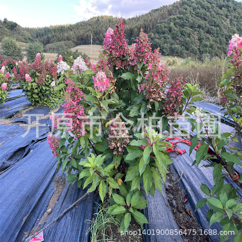 圆锥绣球永生花木绣球庭院盆栽花苗木本绣球桩香草草莓绣球树苗