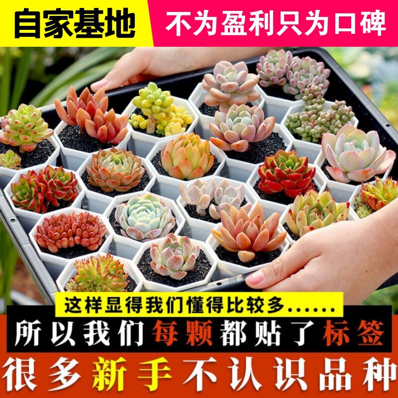 Fleshy plants wholesale most meat potted flowers meat with pot combination stone flower jade dew base self-produced