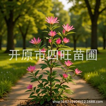 新疆内蒙甘肃宁夏丛生金银木 蓝叶忍冬 红花金银忍冬树苗产地