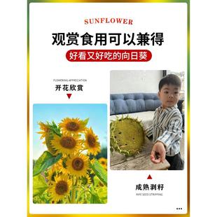 ���տ��N�ݴ�ȫʳ���^�p̫ꖻ��҃������տ��N�ӹ��������ļ��N��