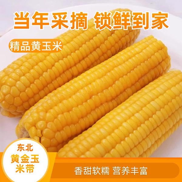 【代发】东北黄糯玉米粗粮苞米新鲜即食代餐大棒甜糯玉米真空包装|undefined