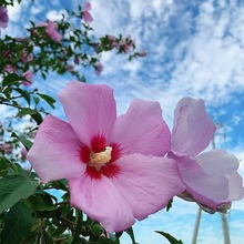 ���lľ�ȷN�Ӽt��ľ�ȷN�� ľ�����Ȼ��G�l��N�ӻ��Ѽt��