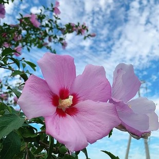 ���lľ�ȷN�Ӽt��ľ�ȷN�� ľ�����Ȼ��G�l��N�ӻ��Ѽt��