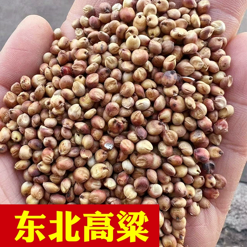 Специальный красный сорго, сорго красное северо-восточное для пивоварения, клейкий сорго, сорго-рис, очищенный сорго с кожурой, красный сорго.