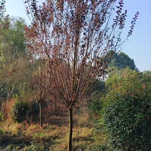 �t�~�����~��ͷ�֦�t�~��ߗUͥԺ�������е��G����5-15����