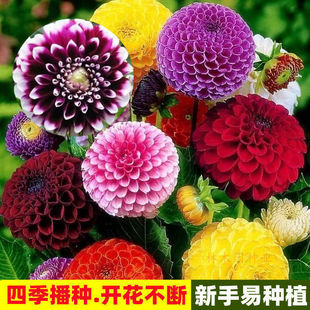 �ļ������ذ�󻨷N���ļ��_��ͥԺ�̨���Ի��ݷN���Ѵ������N��