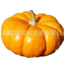 ���깩Ӧ�Ϲ�pumpkin  ��ӭ����ѡ�� �۸�����