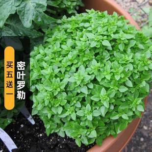 Basil Seeds 100 Greek Shrub Nine-Story Pagoda Dwarf Gold Non-Replaceable Vanilla Seeds Outdoor Potted Spring Sowing
