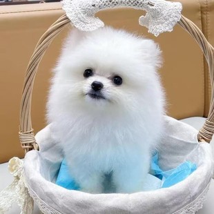 ���N����Ȯ������Ȯ���w�L����С�Ͳ���Ȯ�S��ɫ���̲豭Ȯ���ﹷ