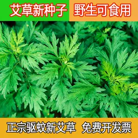 种子;草种子;草坪