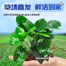 ˮ��ˮ�ݳ�ľˮ�ݑ�����Ի��w�Ź��~�����ֲ����~���������쾰