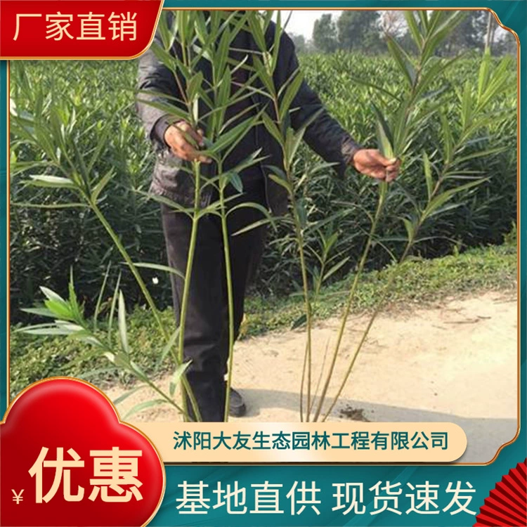 База прямых продаж зеленых растений олеандра полные спецификации саженцев олеандра