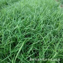 基地出售细叶麦冬草麦冬草日本矮麦冬耐寒庭院工程别墅各种苗木