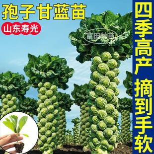 �۹�߮a���Ӹ��{�������{�N�Ӱ�������С�����ļ����Ԏ�����