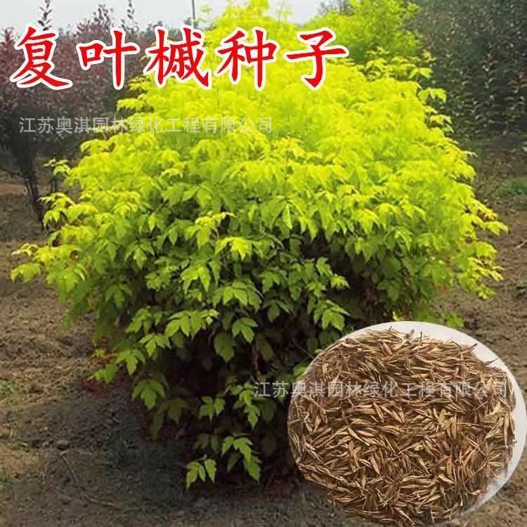 复叶槭种子 金叶复叶槭种子 加拿大糖槭种子 易种新种子 保证质量