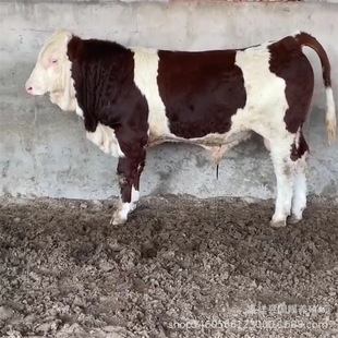 ��������r���Bֳ���T������ţ������3-4���Ʒ�N�����Sţ