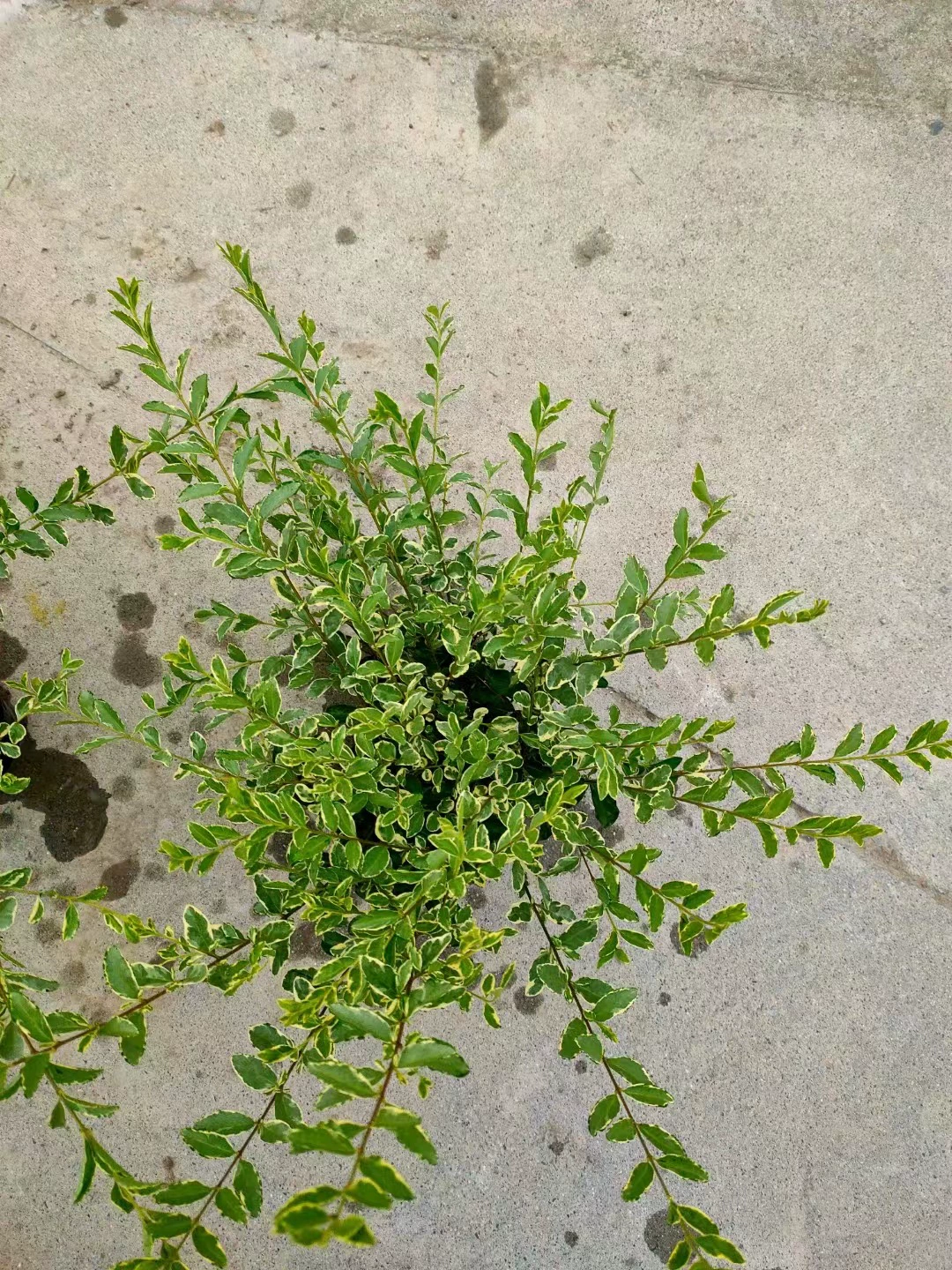 Yinji небольшой воск цветок лист privet Сад Город дорога почвопокровное растение Ландшафтный завод инженерия озеленение завод