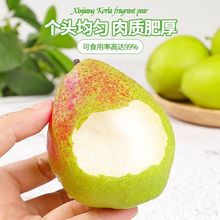 正宗新疆库尔勒香梨全母梨整箱10斤当季现摘水果孕妇梨子小香梨