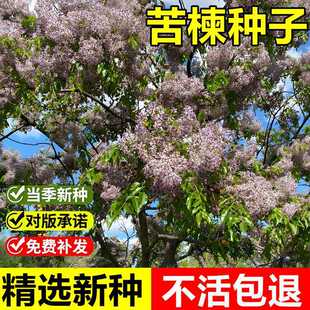 �����²ɿ�鬘�N��鬘��ϻ���ͥԺ�е��S�^�G�����~��ľ�L����