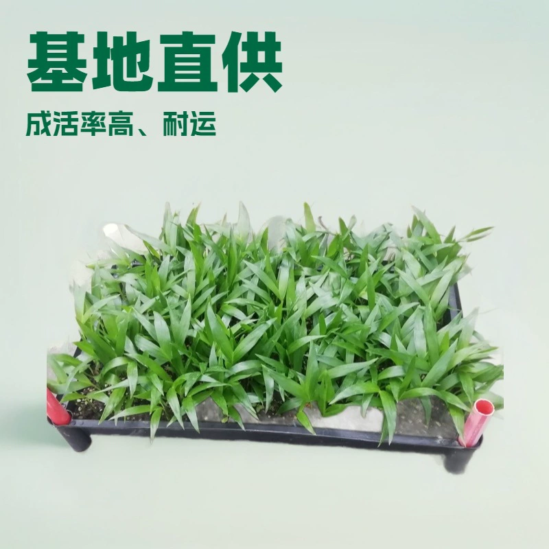 База поставляет офисные и домашние комнатные растения, богато представленные как фикусы, а также оптом продает семена цветов и рассаду для ландшафтного дизайна.