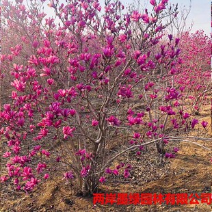 �@����ľ�������l ���������m���� �����t�����m��  �������Ę���