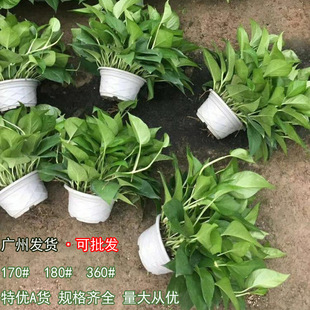 Big Mac Pothos Potted Plant in the Office to Remove Formaldehyde Green Plant Large Pot Soil Culture Home Purification Air to Absorb Formaldehyde