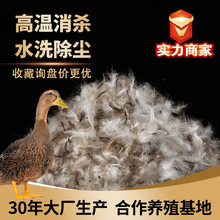 新国标水洗50灰鸭绒羽绒工厂直供大朵绒精品高蓬松朵型好厂家直销