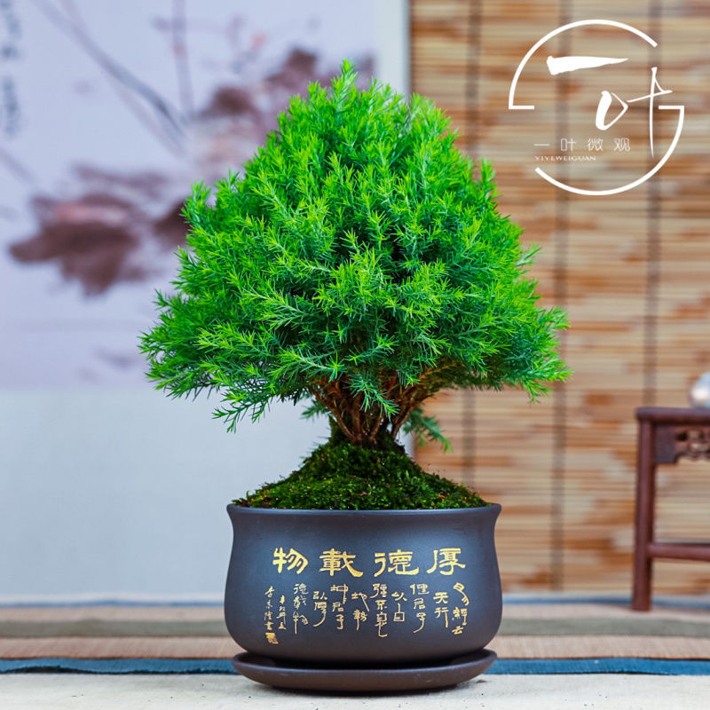 雾松盆景对人的风水,雾松盆景,雾松盆景怎么养_大山谷图库