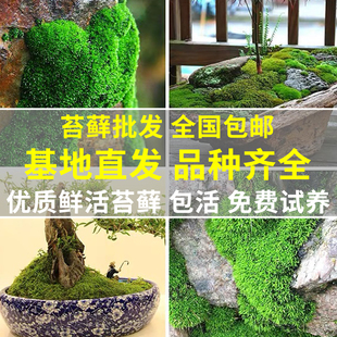 Landscaping Fresh Moss Micro Landscape Moss Landscape Plant Paving Short Velvet Small Gray Moss Bonsai Courtyard Desktop Potted Plant