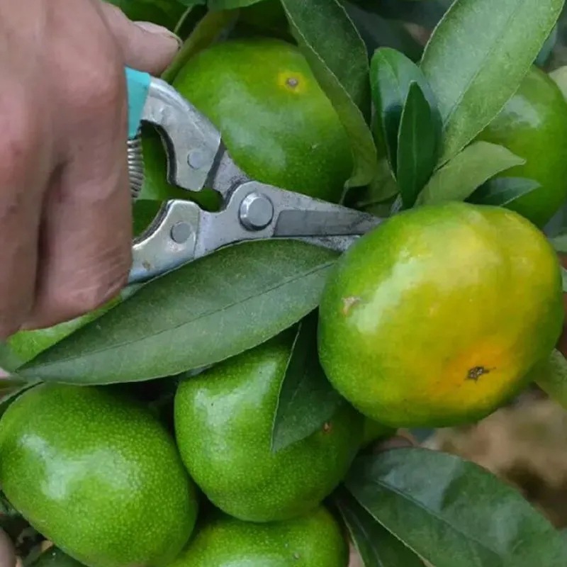 10斤现货现摘云南蜜桔橘子新鲜水果当季酸甜青皮橘无籽小青桔2斤