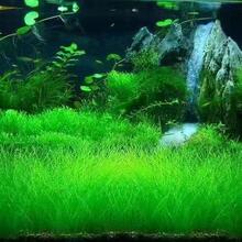 �~��ˮ��ֲ��N��ˮ��ֲ����ԃ�ˮ�~���b���ˮ�|ˮ�ݷN���ײ�