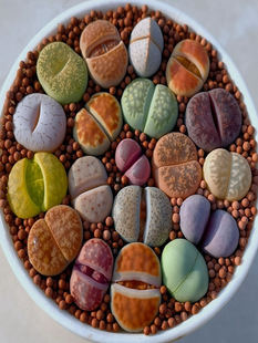 ͨɫʯֲ﷬ӾGֲԻ^̨҃B