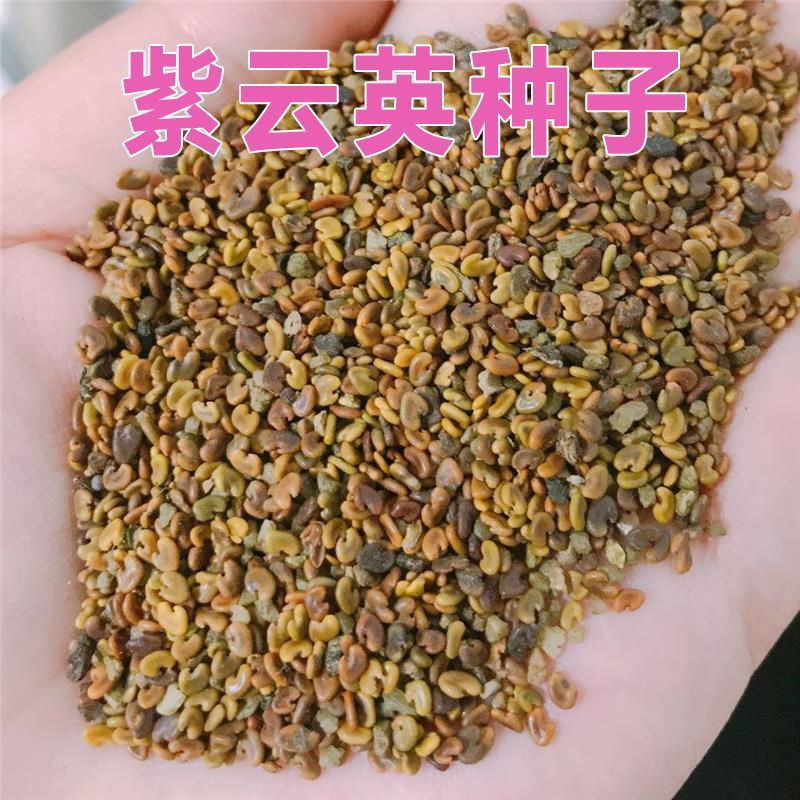 紫云英草种籽花草食用野菜养蜂蜜源固氮果园绿肥植物高产牧草种子