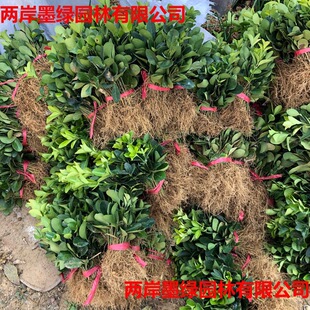 �������l���~�S��С�綬��С���߅�S������S�����ͥԺ�G�h