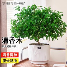 清香胡椒木盆栽老桩绿植室内花卉阳台净化空气客厅好养驱蚊草植物