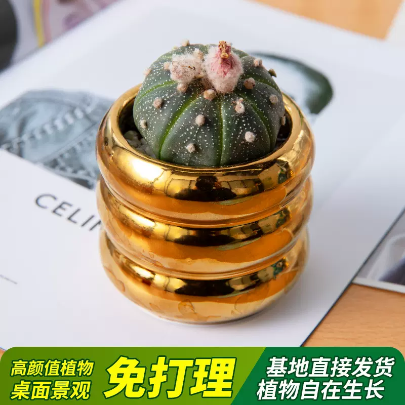 仙人球类组合多肉植物室内盆栽无刺新款防辐射星兜精品仙人掌