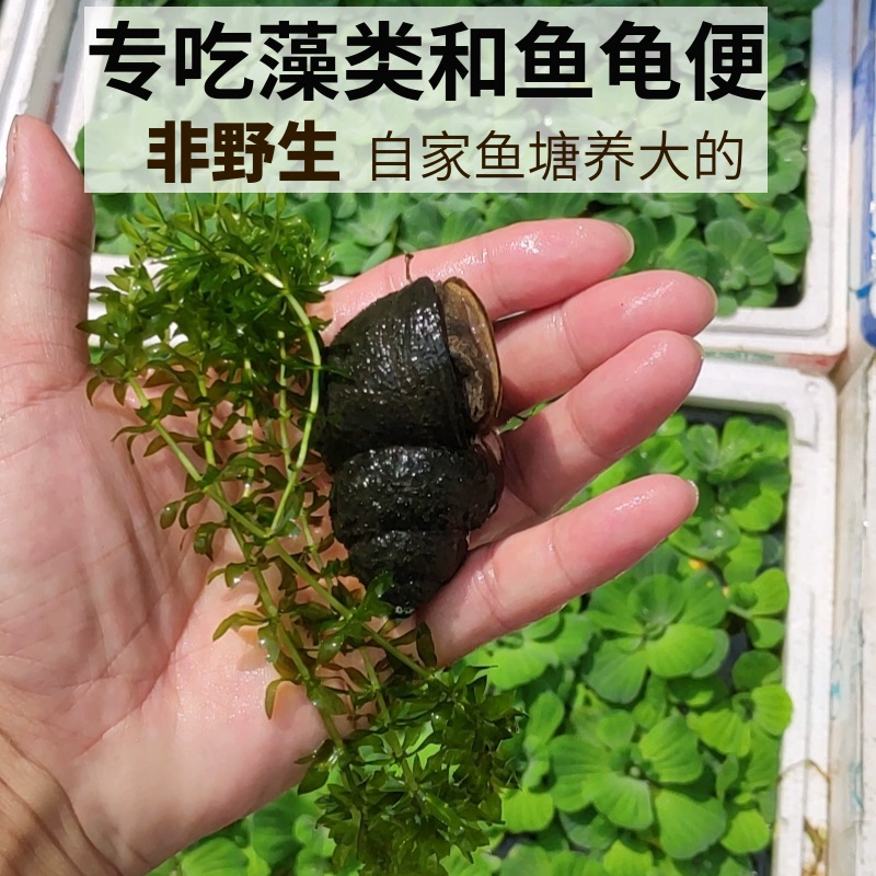 Живые полевые улитки для декоративных питомцев, пресноводных кои и аквариумов арована для употребления в пищу фекалий, рыб и отходов черепах, удаления водорослей и чистки улиток.