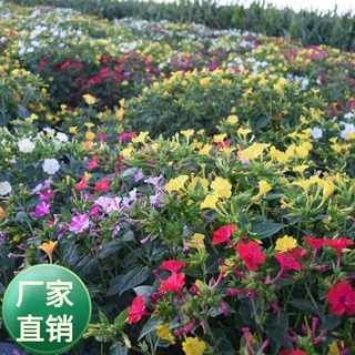 批发芳香紫茉莉花种子地雷花种籽白茉莉花茉莉花种子阳台盆栽易种