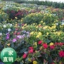 盆栽芳香紫茉莉地雷花种籽