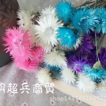 Flor seca Loto de nieve seca Lotus de nieve mini ramo con flor hogar arreglo de flores combinación flor seca