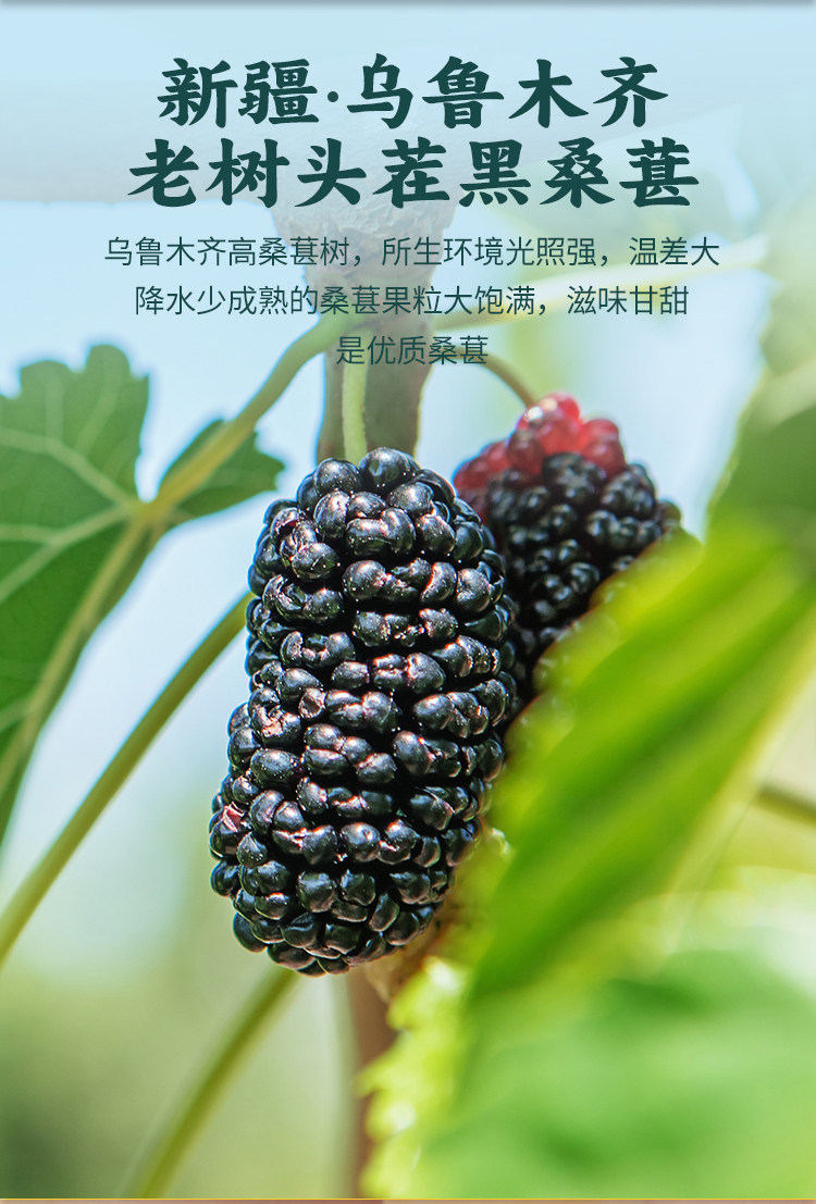 Dried Black Mulberries Sang Shen 100g Bottle Xinjiang Sun Dried Fruit for Tea and Snacking overview