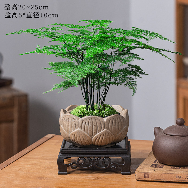 Boutique bambou + pot de poterie antique Lotus + support de fond + mousse