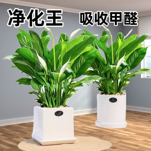 �����һ���L���ɫ�Gֲˮ�����ԃ����՚��ļ��_�����B���҃�